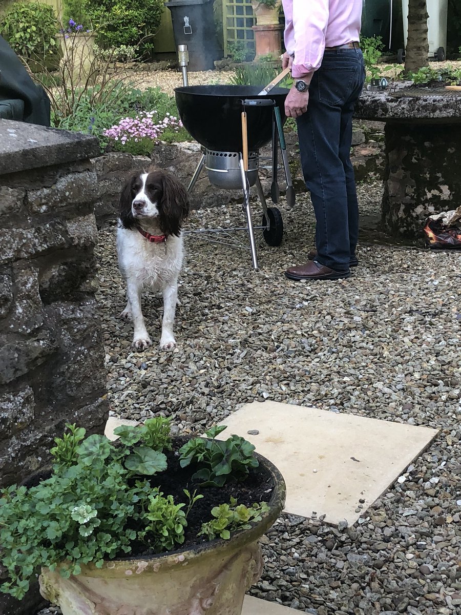 migummog's tweet photo. The DOG is helping with bbq!! Not the first clue!! Wonder how I can convince him in it - I have said their is a treat in there!!! #dogbbq #hotpaws #CatsOfTwitter https://t.co/eHPxyN8erA