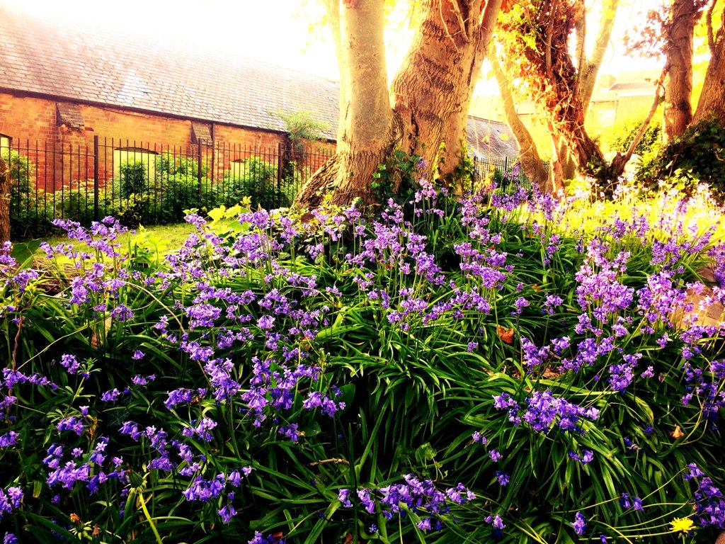 doshsneinton's tweet photo. Bluebells at The Old School Hall this evening. What a special corner of #Sneinton this is… https://t.co/uwMzsiwiQ2