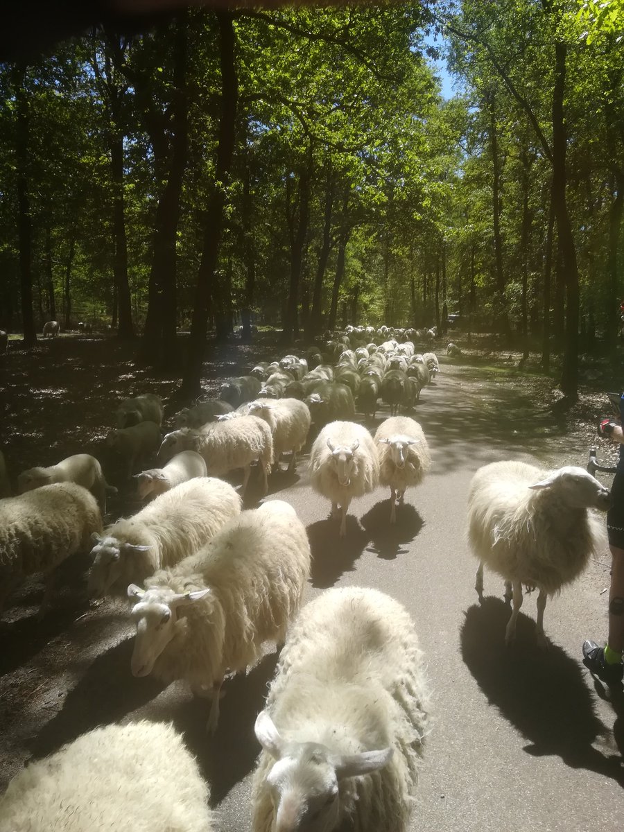 Qiwi1979's tweet photo. Vandaag een prachtige tocht over de Hoge Veluwe gefietst met @Hugowoudenberg #NTFU #hollandclassic https://t.co/zcEWvSTFvd