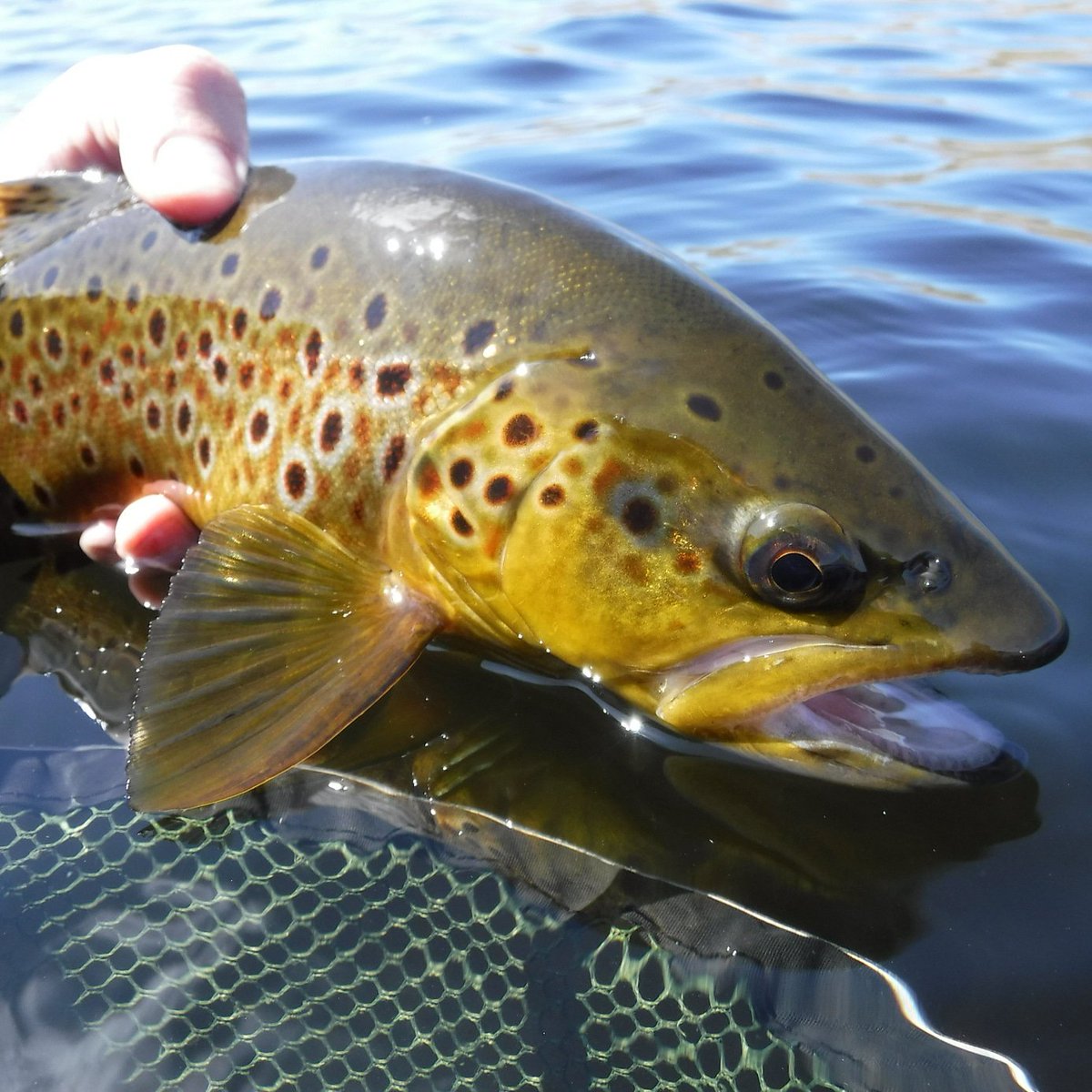 Ceri Thomas tweet media