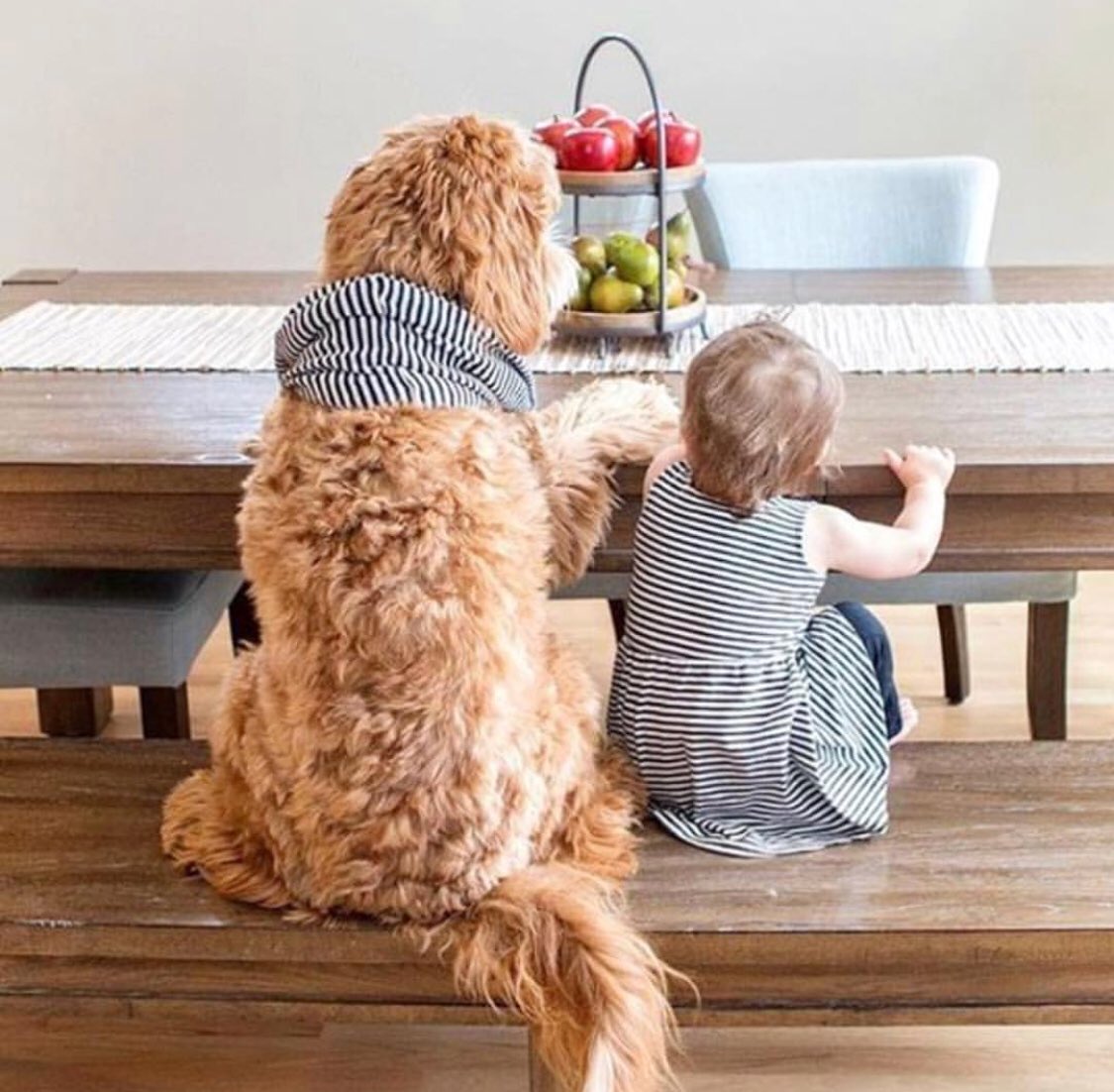 KibblePet's tweet photo. Ready for brunch 😋🍳 (📸: @DailyBarker , @ReaganDoodle) #KibblePet https://t.co/7tT734YHhm
