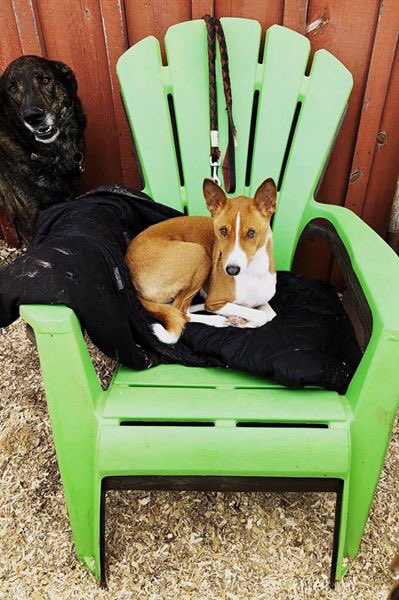 CampCookstown's tweet photo. The King On His Throne Copper At @CampCookstown 
#Dogs
#DogOfTheDay https://t.co/ic8P4ZGCO0