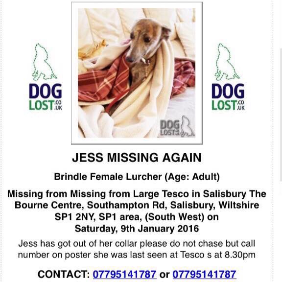 rosiedoc666's tweet photo. #findJess DO YOU KNOW IF ANYONE FOUND JESS THAT DAY? Or anytime after 9/1/16 her owners need to know she's ok 🆘🆘
#Salisbury #Wiltshire 
CAN U REMEMBER ANYTHING ABOUT SOMEONE FINDING A DOG 
‼️‼️LOCALS PLS PLS THINK‼️‼️ https://t.co/zILqszw08P