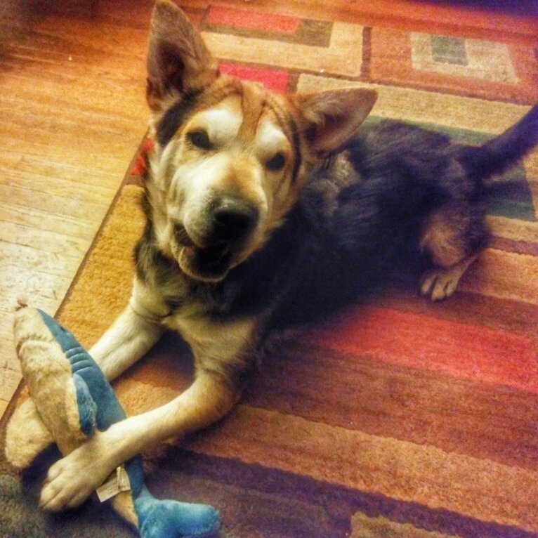 GivingPaws's tweet image. The Results are In! doggedhope.com/2018/05/06/the…