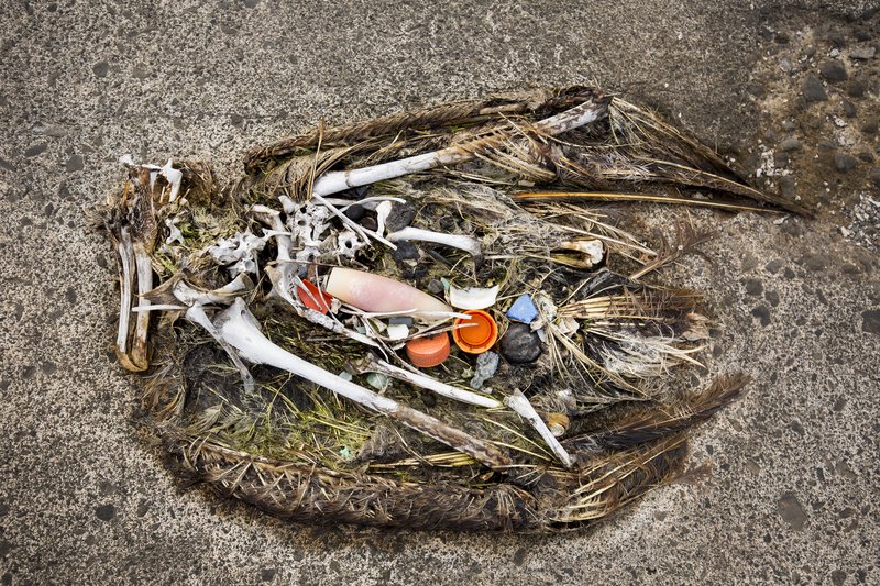 VisageMaqu's tweet photo. .@RichardBloom 5 billion caps are released into the environment every year just in California. Allow bottles and caps to be recycled together to prevent them from polluting beaches! It's time to #ConnectTheCap bc #plasticpollutes @PlasticPollutes https://t.co/f6CAyw1Zd0