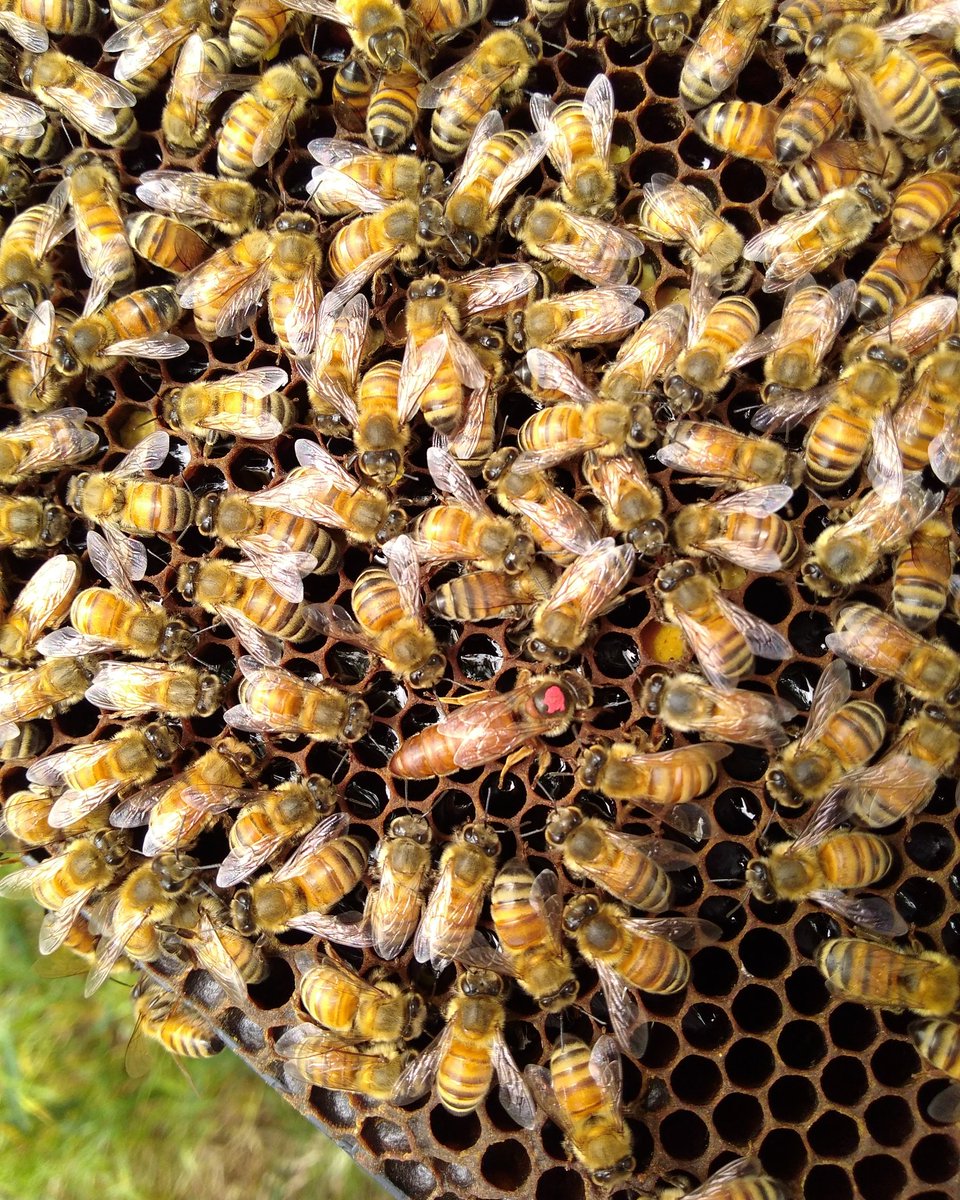 Bee_Swell_Aloha's tweet photo. Meet our newest #queen! Hive #2 installed yesterday! #SaveTheBees #queenbee #beeswell #nature #girlpower https://t.co/cFoKUIhXql