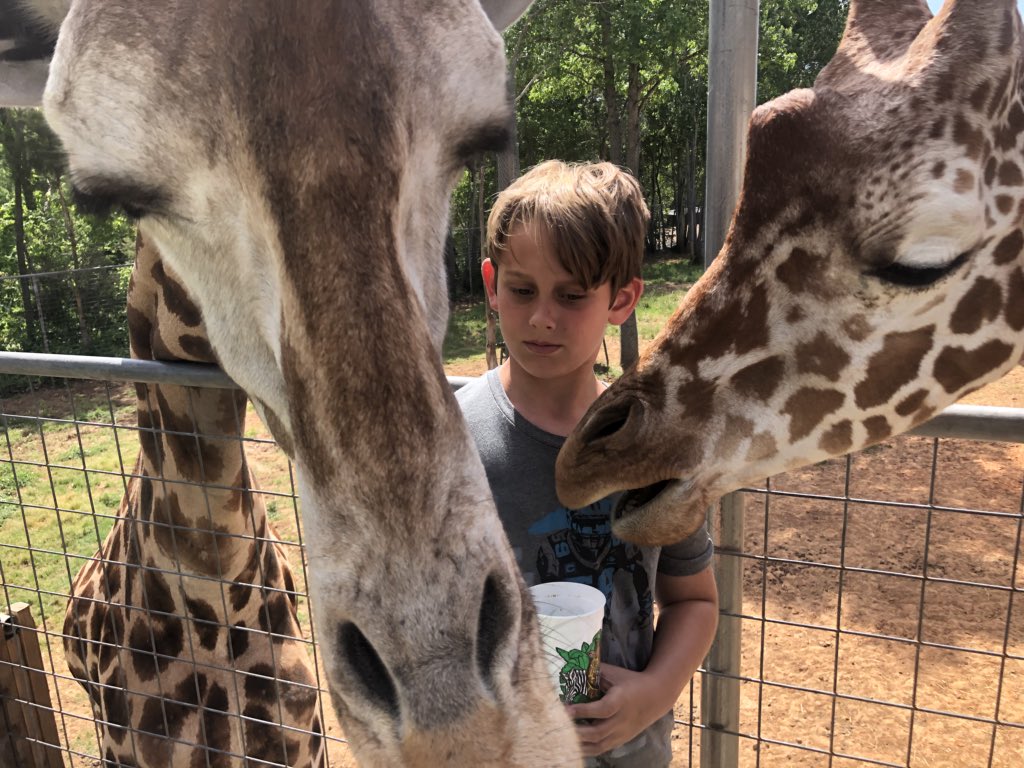 BrianFox46's tweet image. Awesome day at #zootastic. Here’s an animal fact... giraffes like to eat @LukeKuechly shirts.
