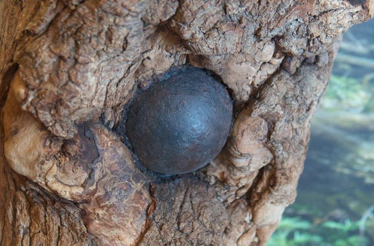 Battlefields's tweet photo. This segment of a tree on the Wilderness Battlefield sports two cannon balls embedded within the trunk. You can see this relic of the battle at Ellwood on the Wilderness Battlefield. https://t.co/kIyqqiGbQw