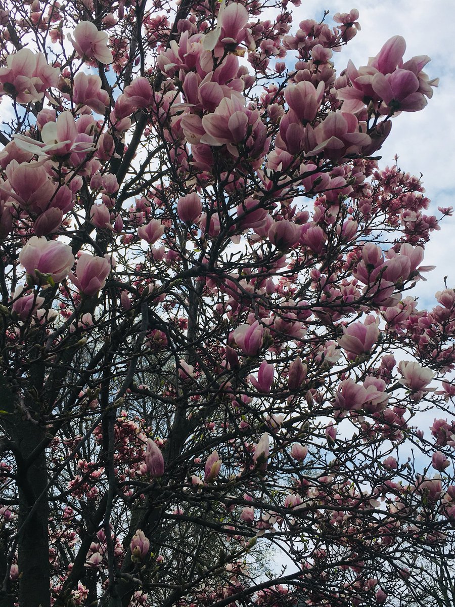 Lynndylou5775's tweet photo. 💙 #myphotography #chasinglight #chasingcolor #nature #tuliptree https://t.co/t4FzF4863b