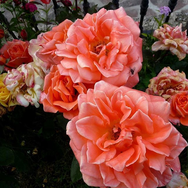Hostalremona's tweet photo. "No hay nada como el abrazo de una madre."
→ Adabella Radici.
Feliz #DiadelaMadre
🌸
.
.
.
#vidafeliz #vida #naturalezabella  #flores #flowers #flor #flower #flowerslovers #florals #flowerpower #flowerstagram #flowermagic #flowersofinstagram #flowerof… https://t.co/c1z4YJHQr8 https://t.co/lVuoweha5d