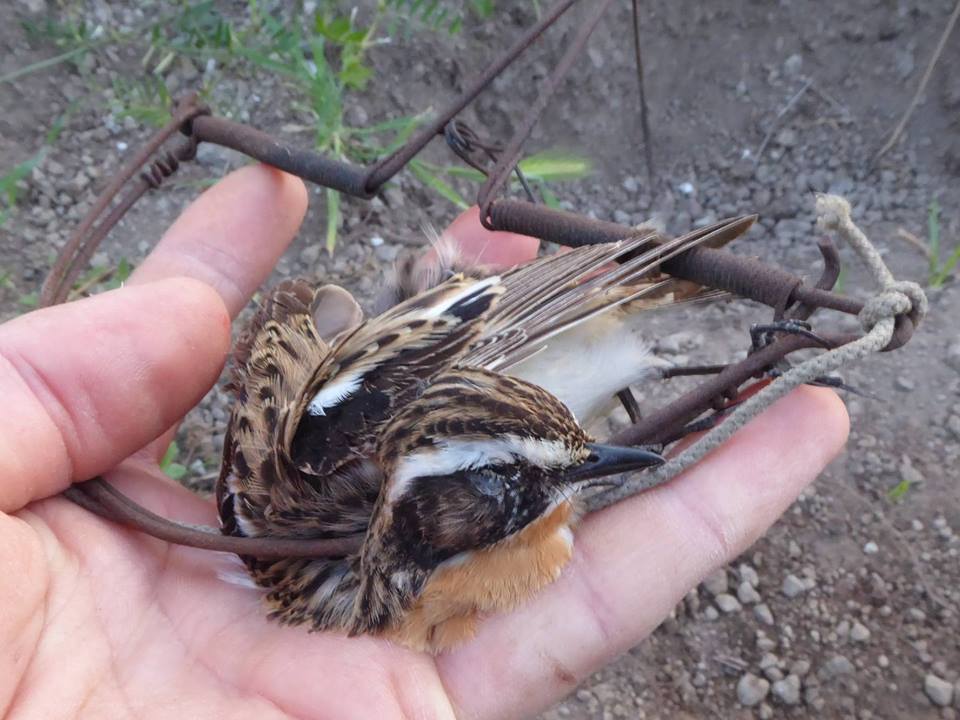 Committee Against Bird Slaughter (CABS) tweet media