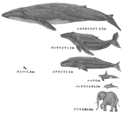 シロナガスクジラ の大きさは 舌の重さが象１頭分 心臓は自動車並み 尾びれは飛行機くらい 血管の太さは中で人間が泳げる Togetter