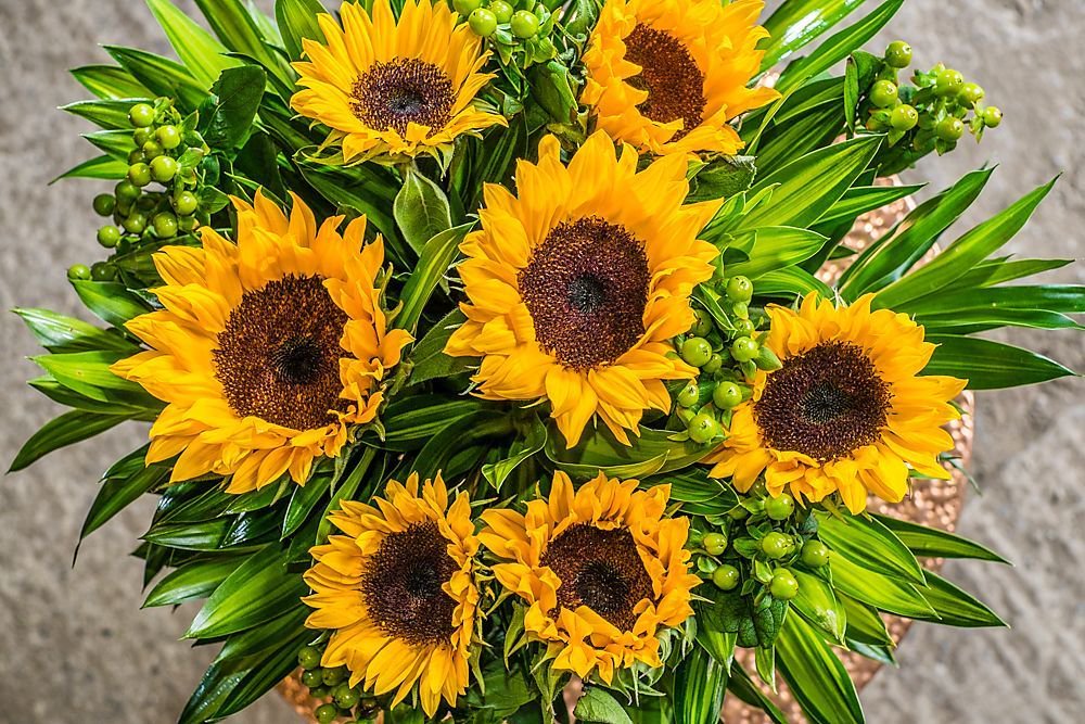 Sunflower bouquets are available online to order for a flower delivery.... Go on, brighten someones day :)