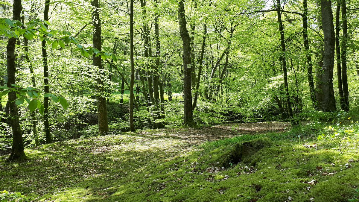 llangariad's tweet photo. Stats:
14 miles.
33,000 steps.
1625 calories.
Gorgeous walk from #PontLlogel to #PontRobert along #AnnGriffithsWalk and returning by #GlyndwrWay 
Best summed up as: sparkling #RiverVyrnwy tough ascents, cuckoos &amp; lovely pub. 
#Cymru #Powys #Wales #BankHolidayWeekend https://t.co/Uu2Hppmrra