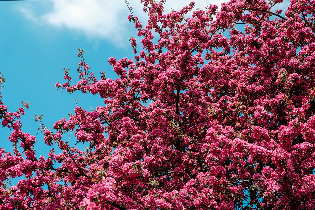 LDPhotographer's tweet photo. Fabulous day in the sun #yorkshireweddingphotographer #weddingphotographersleeds #yorkshire #blossom #blueskies https://t.co/VvBB0Q5NCA