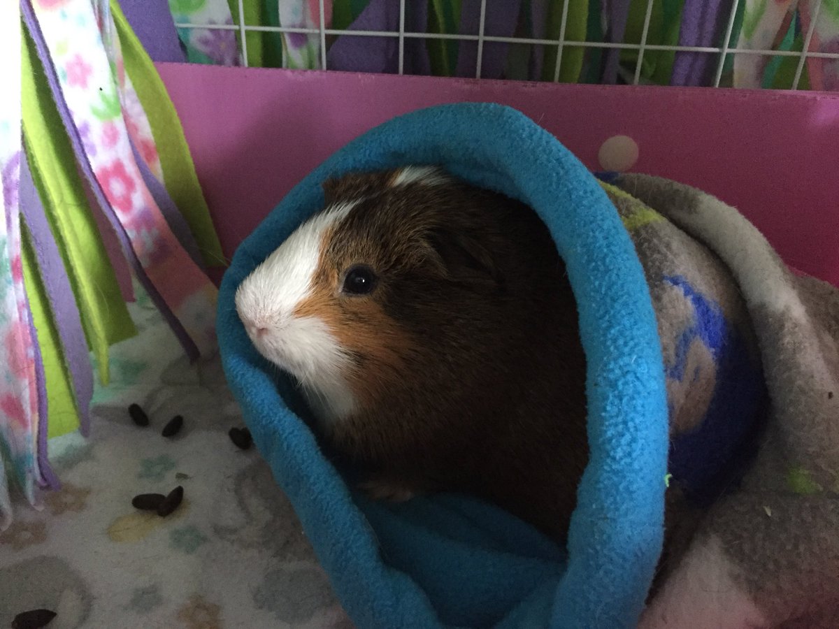SkinnyPigRiver's tweet photo. Our husboar loves snuggle sacks. https://t.co/gvAyDiaqZ7