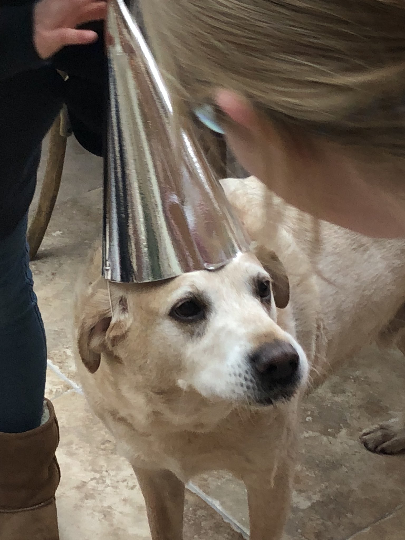  Ahh...gorgeous! Here s my 10 yo Rufus on his birthday. Happy birthday Maxwell! 