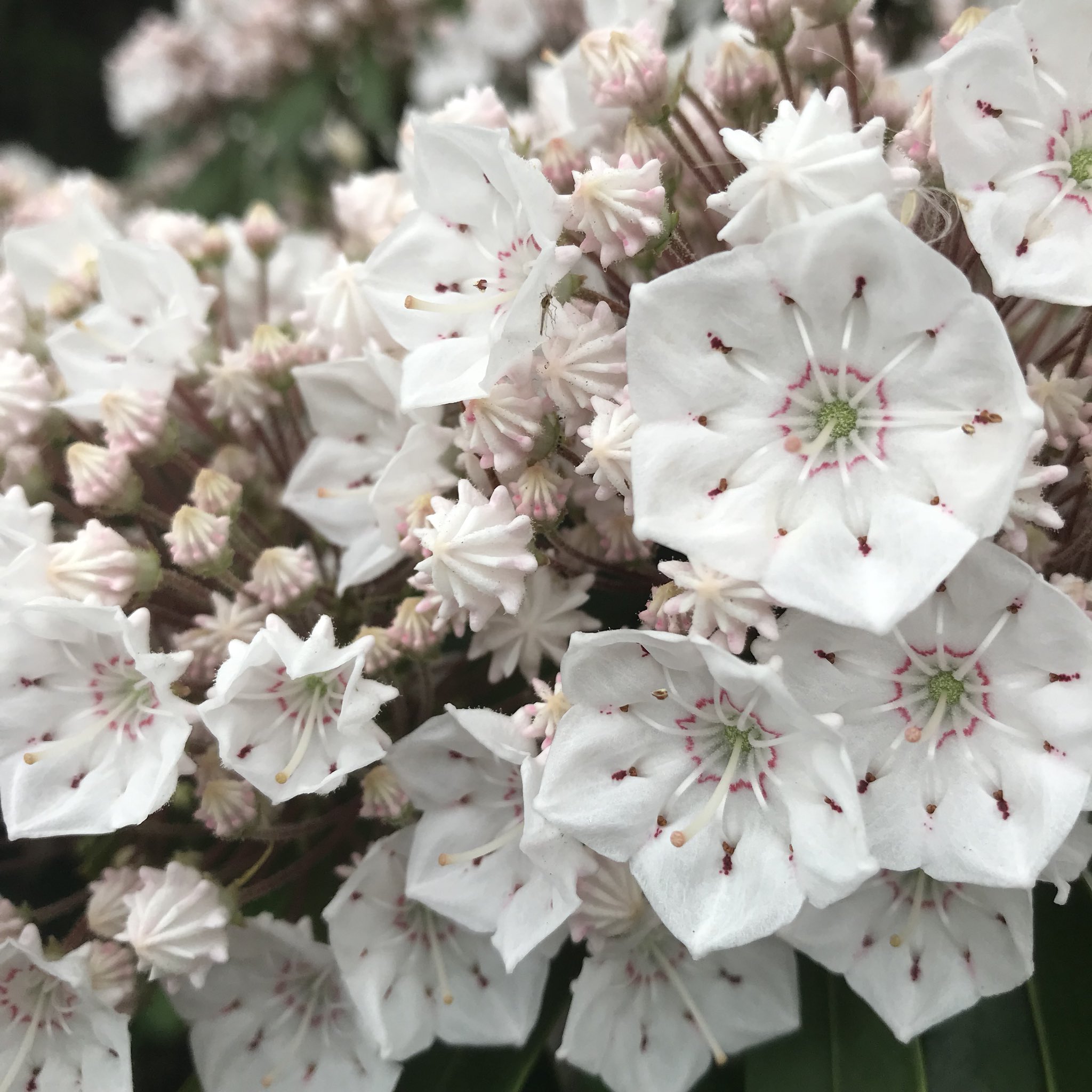 花ひばち 優しい繋がりに感謝 お早うございます カルミア 春に咲くカルミア アメリカ シャクナゲ という 花をご存知ですか 花の型が愛らしく五角形で小さな金平糖のような 花をたくさん咲かせます 花と写真が好きな人と繋がりたい