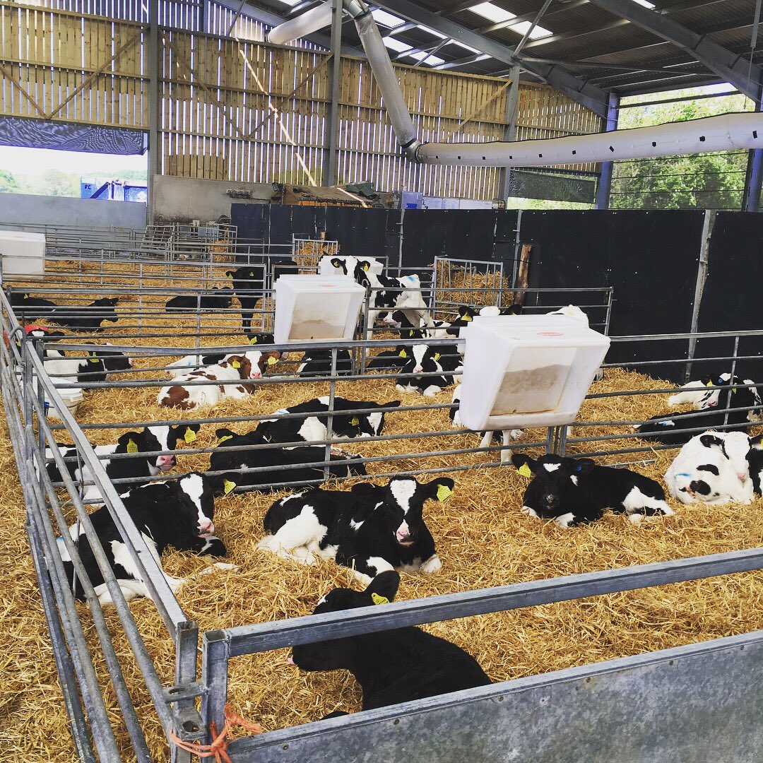 shepardess1's tweet photo. Another 40 in and all settled. Successful two feeds today, and coping very well with the weather 👍🏼🐮 Happy Megan 💁🏼 #calfrearing #calfrearing #newbubbas https://t.co/NmmSpBMflj