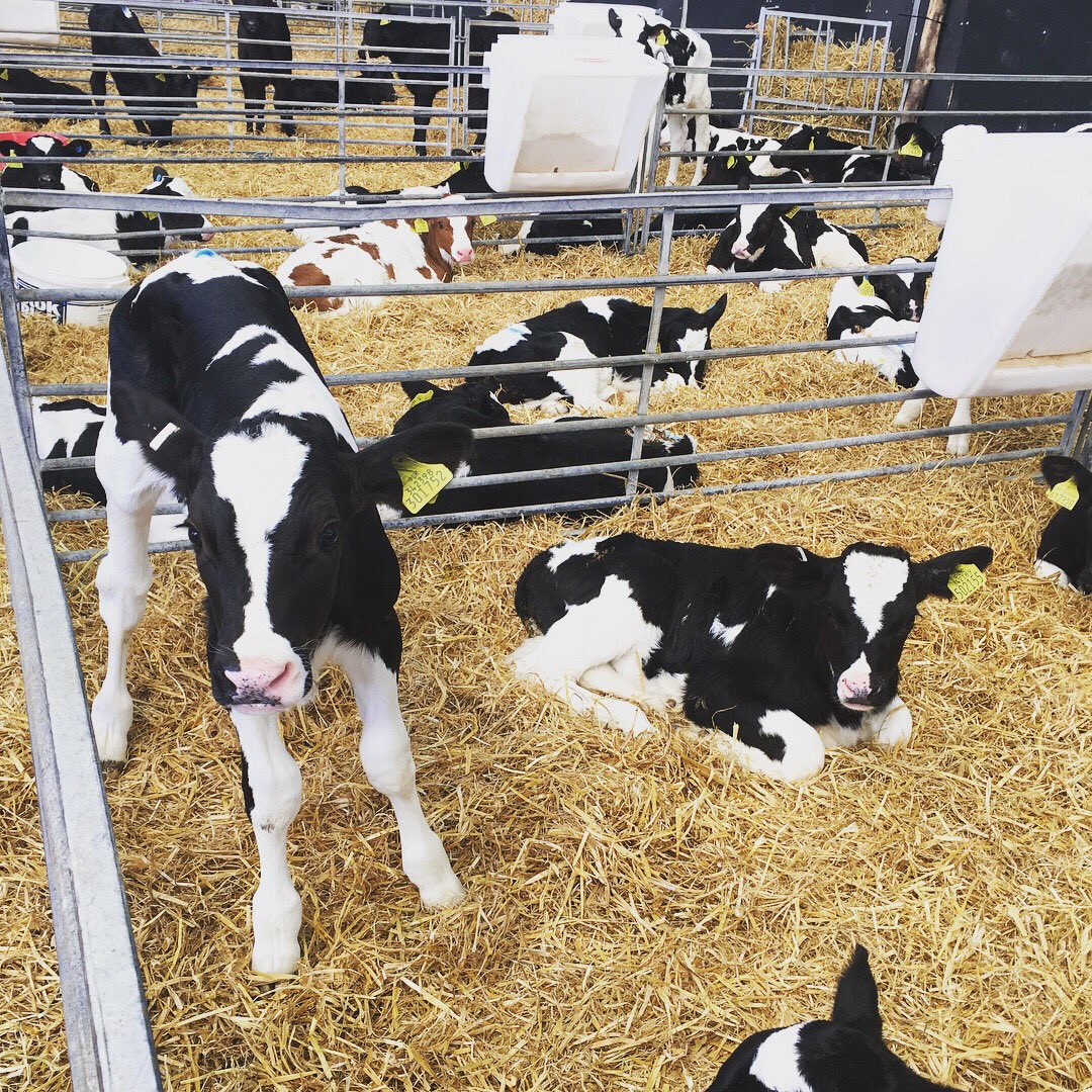 shepardess1's tweet photo. Another 40 in and all settled. Successful two feeds today, and coping very well with the weather 👍🏼🐮 Happy Megan 💁🏼 #calfrearing #calfrearing #newbubbas https://t.co/NmmSpBMflj