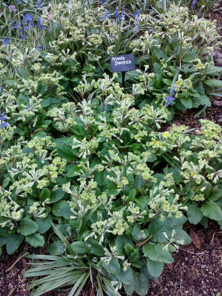 WistfulCass's tweet image. #WildFlowerHour: Taken at #SandringhamEstate gardens, #Norfolk at end of April 2018. Made me want to #Paint