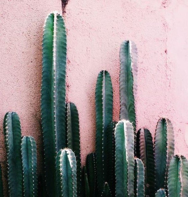 Assisi_Wear's tweet photo. SoCal vibes βοΈβ¨
π: https://t.co/qeCmbuOyAB
#assisiworkoutwear #brandforacause #plantsonpink #desert #garden #plants #decor #succulents #cactus #cacti #greenery #foliage #urbanjungle https://t.co/8sDyDiQ4lz