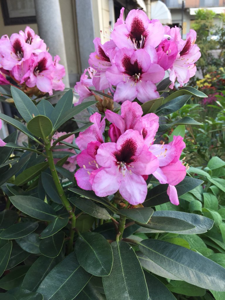 Cry_LAROSSA's tweet photo. #MajorLake #Verbania #Intra #Italy #Flowers #Colours #Spring
#6May
☀️🦋🎈💓 https://t.co/dA0bFXglbE