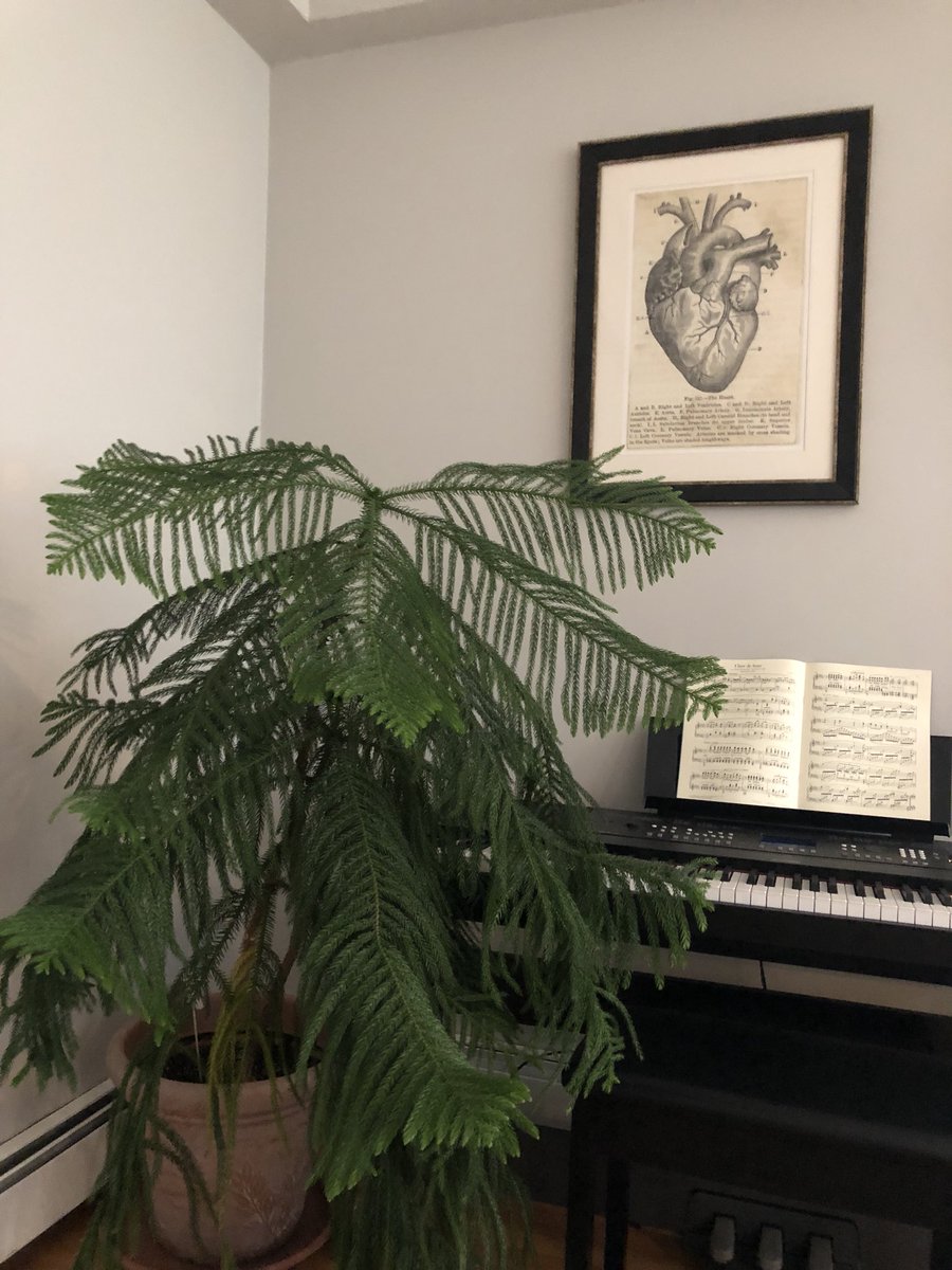 Just got this gorgeous Norfolk Pine for TWENTY DOLLARS on Craigslist. Who need kids or pets when you can have plants instead?!