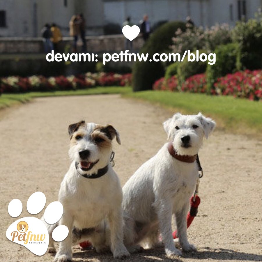 Dünyayı gezmek birçoğumuzun hayali! 🌎En güvendiğimiz dostumuzla dünyayı gezmek ise eşsiz bir fikir. 🐈Sahiplerini de yanına katıp dünyayı gezen evcil hayvanları merak edenler devamı ❤️bit.ly/dünyayıgezenha…