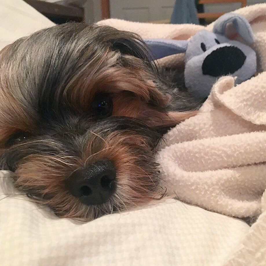 May this new week bring you closer to your dreams. #dogs