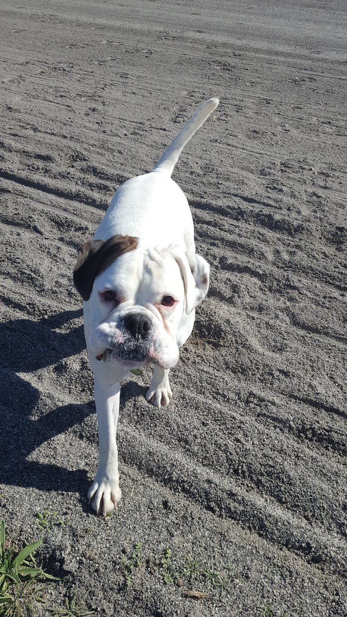 fintanboxer's tweet photo. @whiteboxerlayla @bluezed2003 @BoxerBond @dogcelebration #boxercrew #bromo https://t.co/OmlReuFlZJ