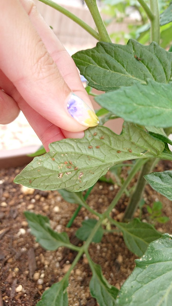 Peace うわ トマトとピーマンと茄子の苗にアブラムシが 薔薇は分かるけど 野菜は初心者 どーすればいいんだろ 指で潰す 茶色いアブラムシ気持ち悪い 薔薇につくのは緑 食べる物だからあまり農薬は使いたくないしなぁ てかポツポツ雨 Peace うわ トマトとピーマンと茄子の苗にアブラムシが 薔薇は分かるけど 野菜は初心者 どーすればいいんだろ 指で潰す 茶色いアブラムシ気持ち悪い 薔薇につくのは緑 食べる物だからあまり農薬は使いたくないしなぁ てかポツポツ雨