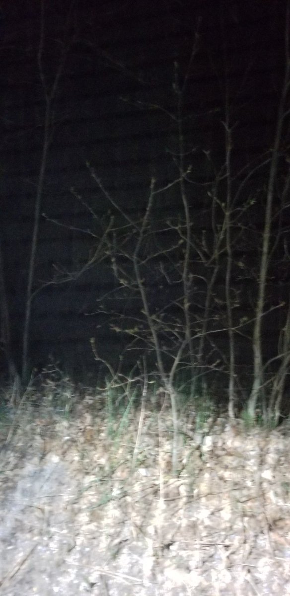 VagabondExped's tweet photo. #livinginmyjeep Night 61 or so (I'm losing count). I forgot to empty the #trasharoo today ... #Racoons are looking to get into it. He's out there somewhere! https://t.co/gep6sSHQrG