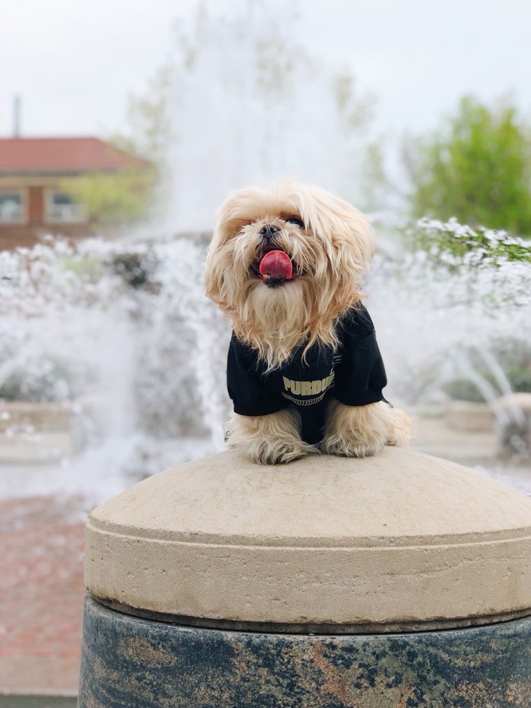 gracee_chang's tweet photo. So I showed my dog around Purdue 💛 https://t.co/b2uLhU4WM2