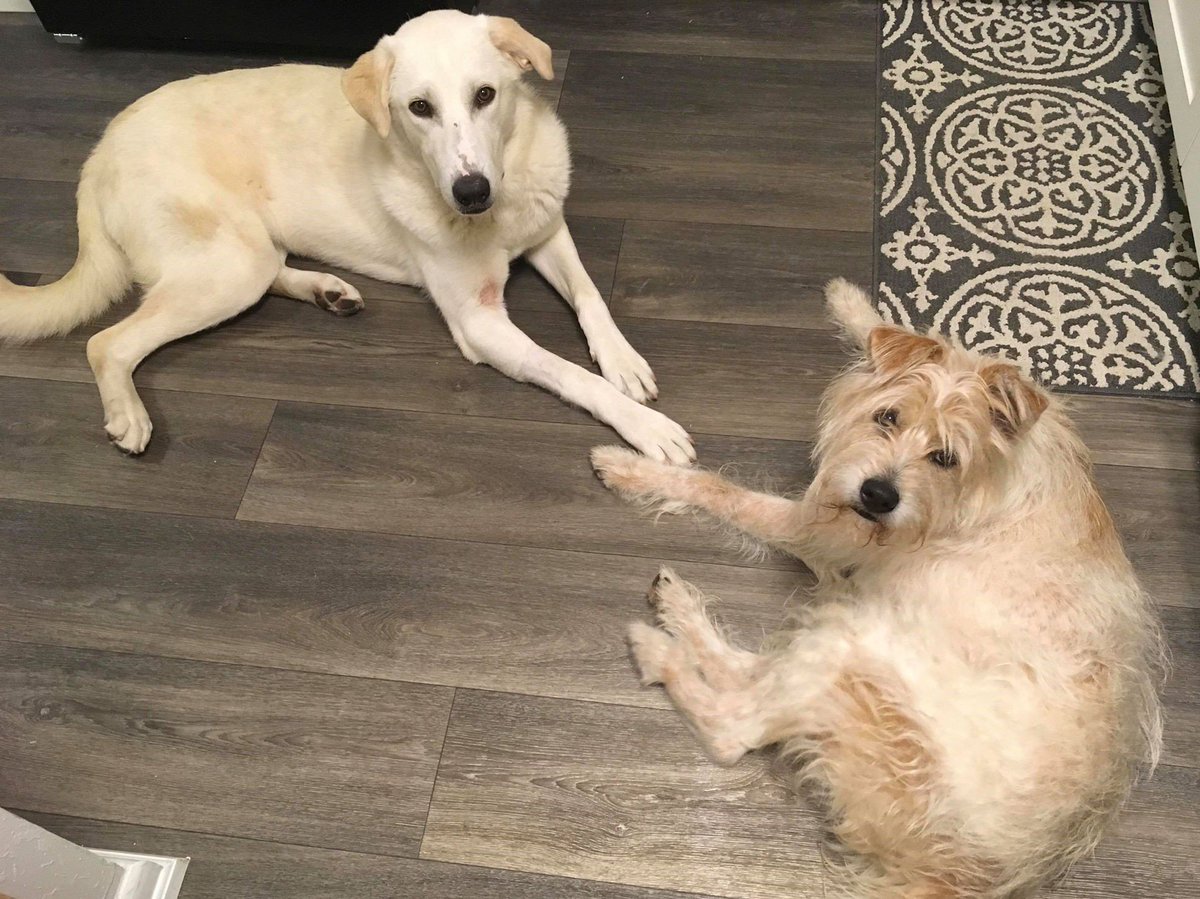 TracyDensieMack's tweet photo. "We also like chicken cooked in butter..."

#MyGroomCookingDinner #SousChefs #FaceTimeFun #InnocentDogs #WhiskeyTango #ErbyKasima #RescueDogs #TwoRescuesAreBetterThanOne #PuppyRescueMission #OneWorld #Dinner https://t.co/aAOmGdaiaT