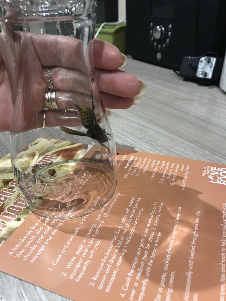 andibarkerwork's tweet photo. @DefraGovUK found this in my lounge tonight of any interest looks like a European hornet. It’s under a 12oz glass. East Yorkshire https://t.co/1FzQPdzbzF
