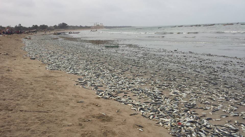 Farida_N's tweet image. Police arrested these four young men in the #Gambia after one of them delivered a speech protesting against the pollution of the ocean by a Chinese company. Such injustices are caused by systems that take more than the downfall of a dictator to fix. #gunjur