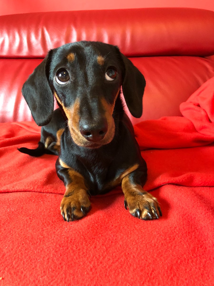 ReallyPro's tweet image. Well it’s been a while since we posted stuff on Twitter so we thought we best use our studio hound Marilyn to offer apologies and a promise to update you on all stuff we’ve been busy doing @ReallyPro