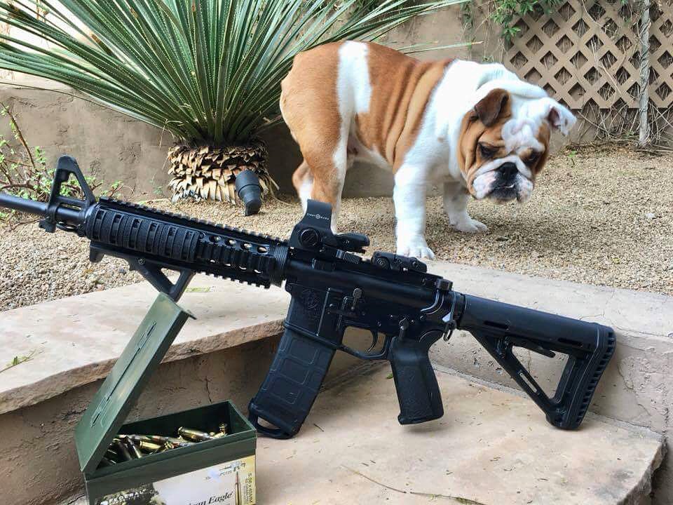 C2_Tactical's tweet photo. “King George” the #bulldog 🐶 pondering whether to take his AR to an indoor or outdoor shooting range today... well the weather app says 106° so off to #C2TacticalScottsdale it is!

Sent in by customer David Shone via Facebook. Thank you! 

@SmithWessonCorp #dogsandguns https://t.co/AEgYKEhu4G