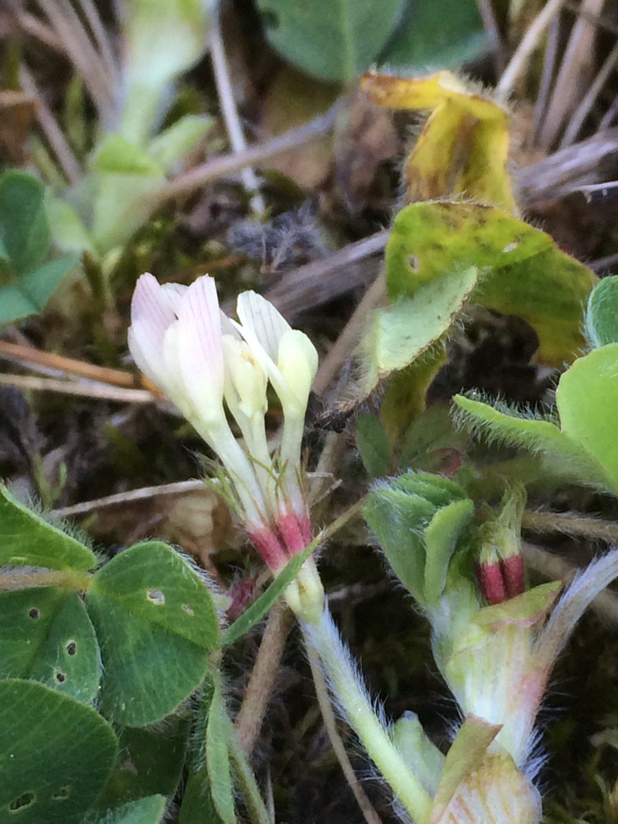 Danny Chesterman tweet media