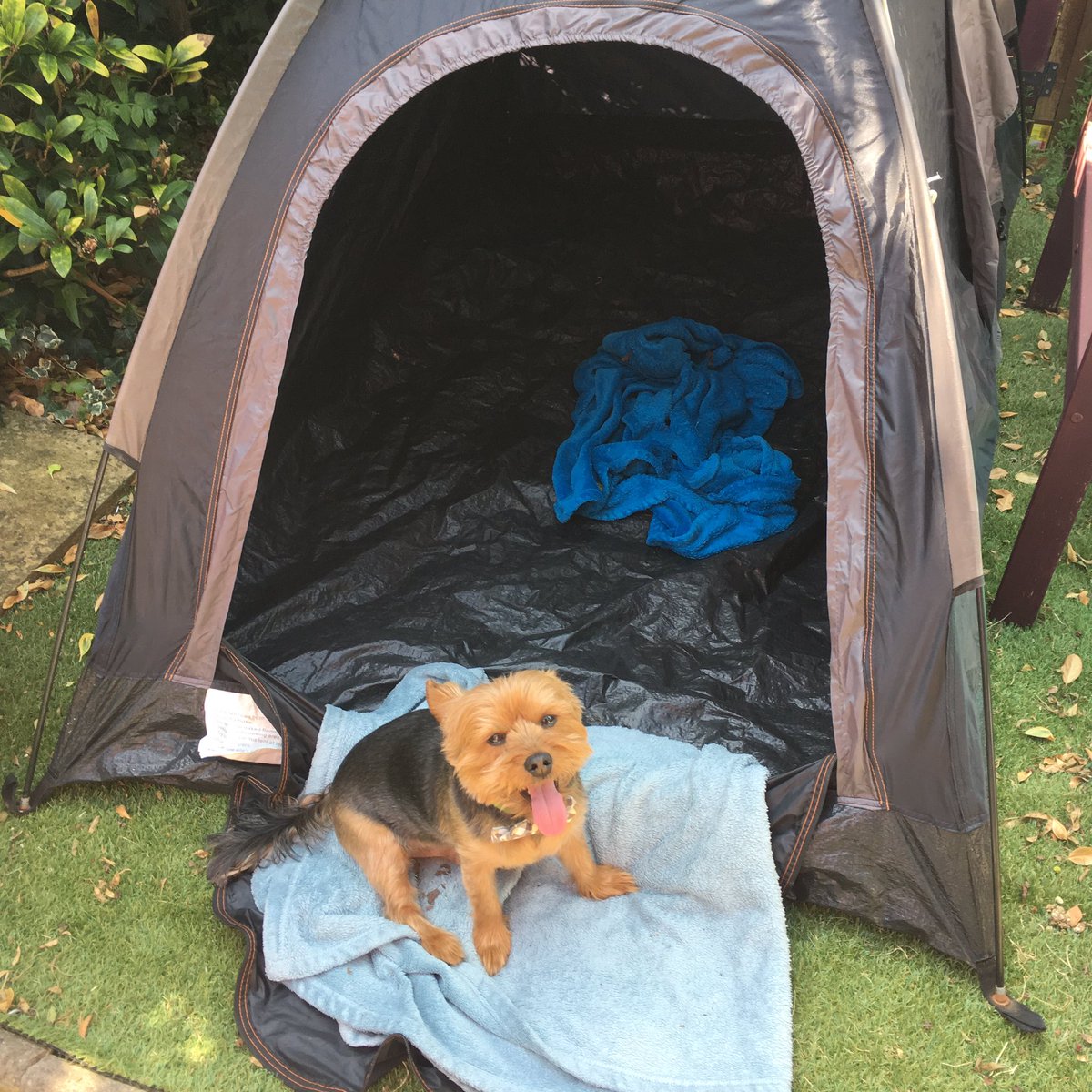 WilliamHTheDog's tweet photo. Me posing with my tent #cute #CutenessOverload #cuteanimals #dogsarejoy #yorkie #tent #SundayVibes https://t.co/i4H0KgjmZi
