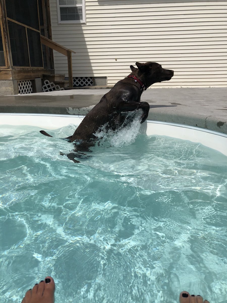 Mimmsy1's tweet photo. When your son so innocently drives off without a word and I am left with this pool buddy. #ithinkIlikethepool #BellatheLab https://t.co/1Xs81QFqAO