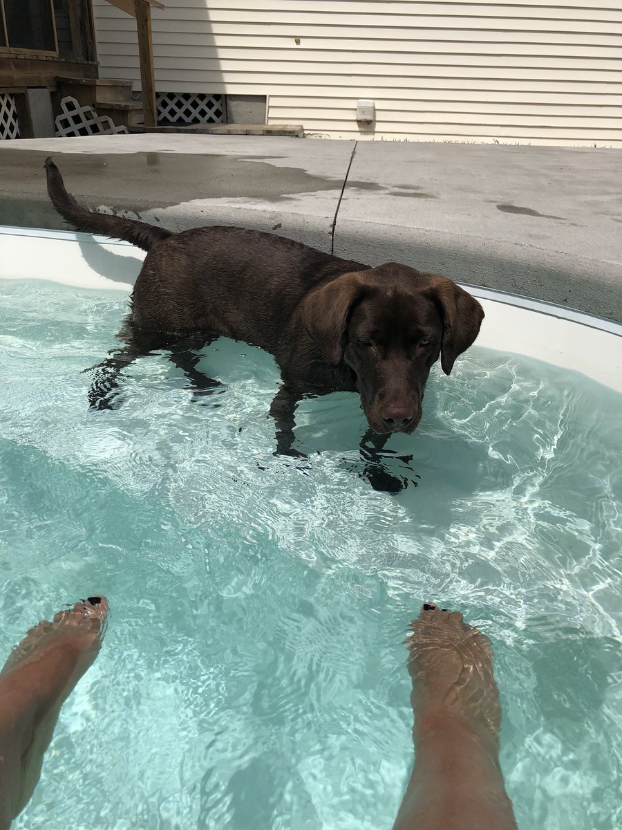 Mimmsy1's tweet photo. When your son so innocently drives off without a word and I am left with this pool buddy. #ithinkIlikethepool #BellatheLab https://t.co/1Xs81QFqAO