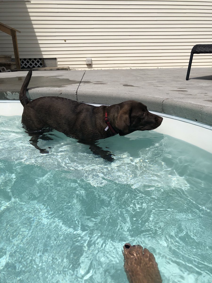 Mimmsy1's tweet photo. When your son so innocently drives off without a word and I am left with this pool buddy. #ithinkIlikethepool #BellatheLab https://t.co/1Xs81QFqAO