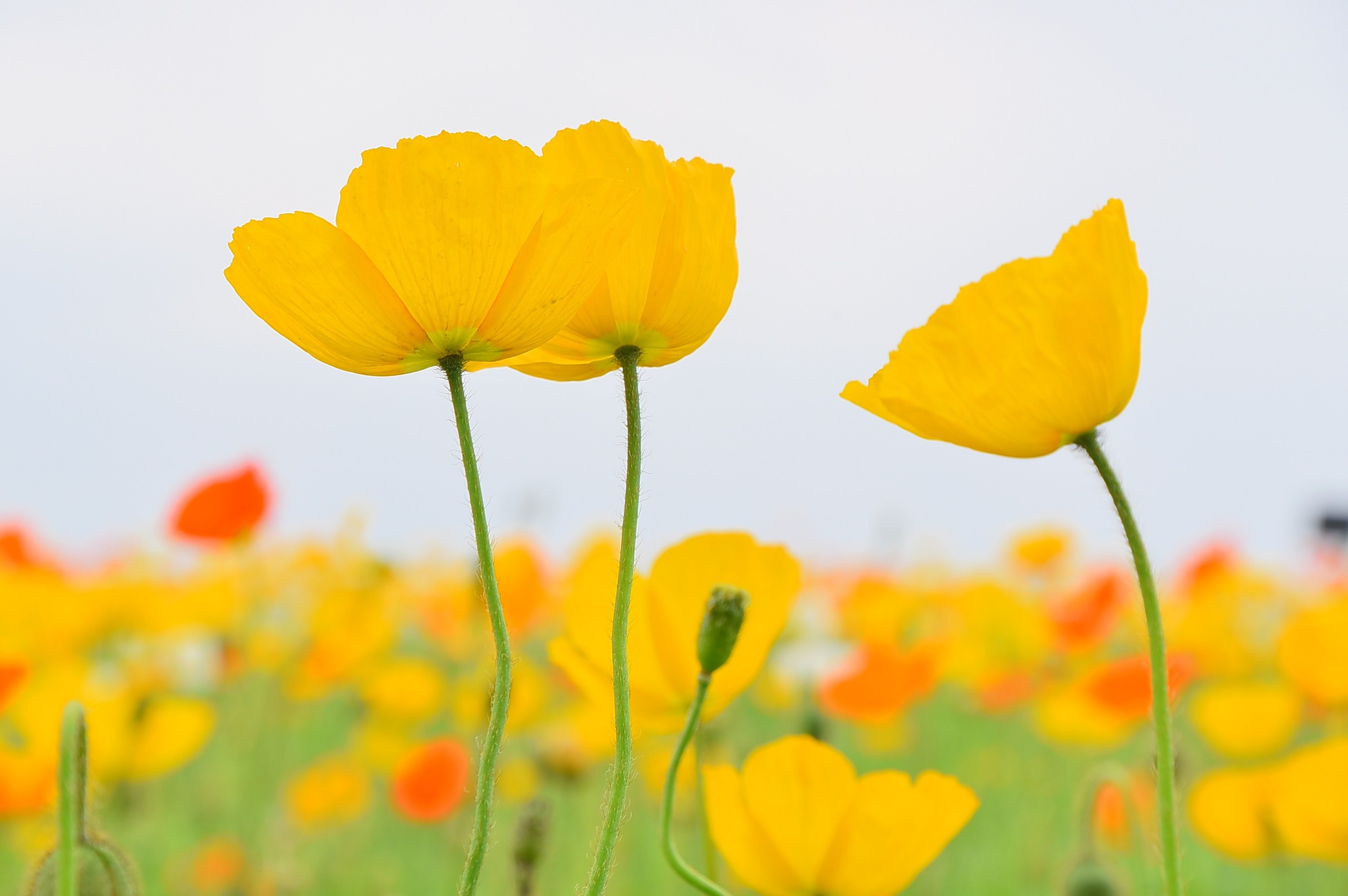 تويتر とっとり花回廊 公式 على تويتر アイスランドポピー見頃です つかの間の雨 5万株の花の丘はアイスランドポピーが見ごろを迎えています 風に揺れるまるで和紙のような花びらが素敵です T Co 9m7cxzmcan