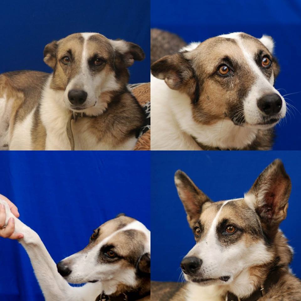 GabyFisicaro's tweet photo. ADOPCIÓN RESPONSABLE: FLACO
Máxima difusión! Urgente se necesita hogar para él! Si es necesario llevo a otra ciudad!! Contacto: Gaby 0341-153522336 #AdoptaAUnAdulto 
 @soyleomontero @nikitaneumann @LizzyIdola @gimassoud @luisnovaresio @almumunera https://t.co/QkPsKHkNHe