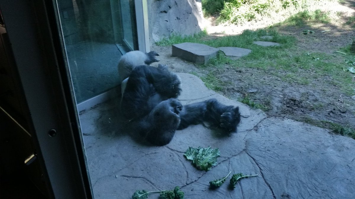 TedManikas's tweet photo. @DallasZoo #gorilla after meal nap? https://t.co/EG19eQVIIV