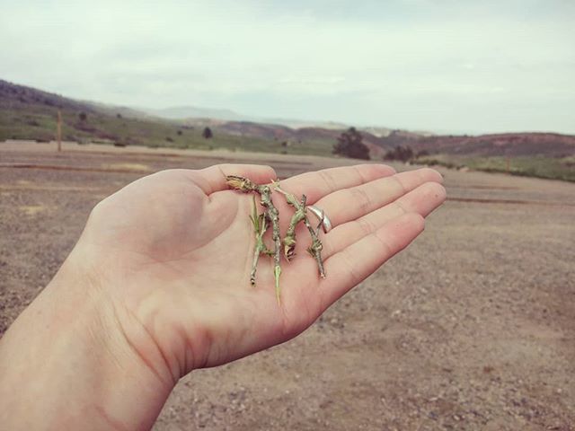 cecidologists's tweet photo. Found some rabbitbrush #galls while #trailrunning with @alltherunning today. Such a beautiful day with a groovy scientist!
#coloradolife #insects #plants #nature #foothills #gallsofinstagram https://t.co/iD1nfA7Qxj https://t.co/ixhZ6TNMNP