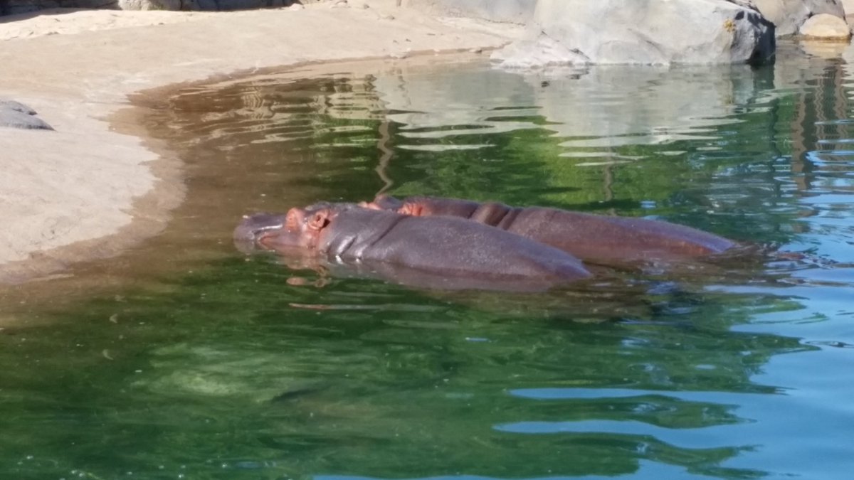 TedManikas's tweet photo. @DallasZoo #hippos hot day cool pond! https://t.co/rO1yHVOqOr