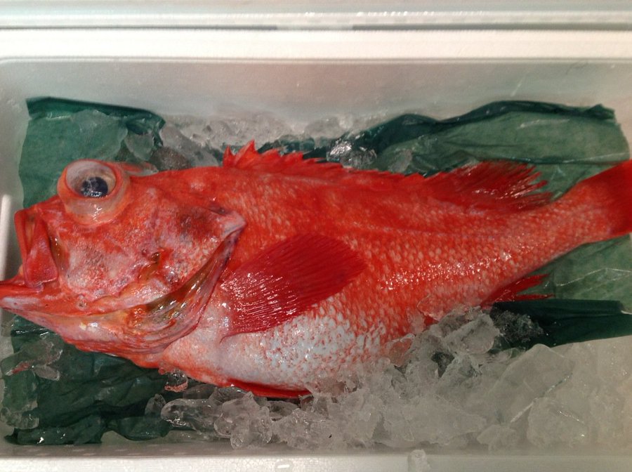 深海の超高級魚 アコウダイに挑む 沖釣りの楽しみ方や仕掛けを解説 釣りメディアgyogyo